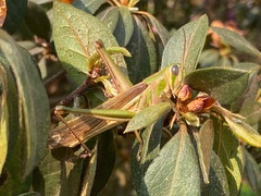 Schistocerca pallens