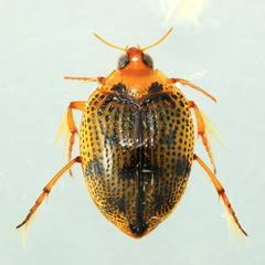 Peltodytes tortulosus