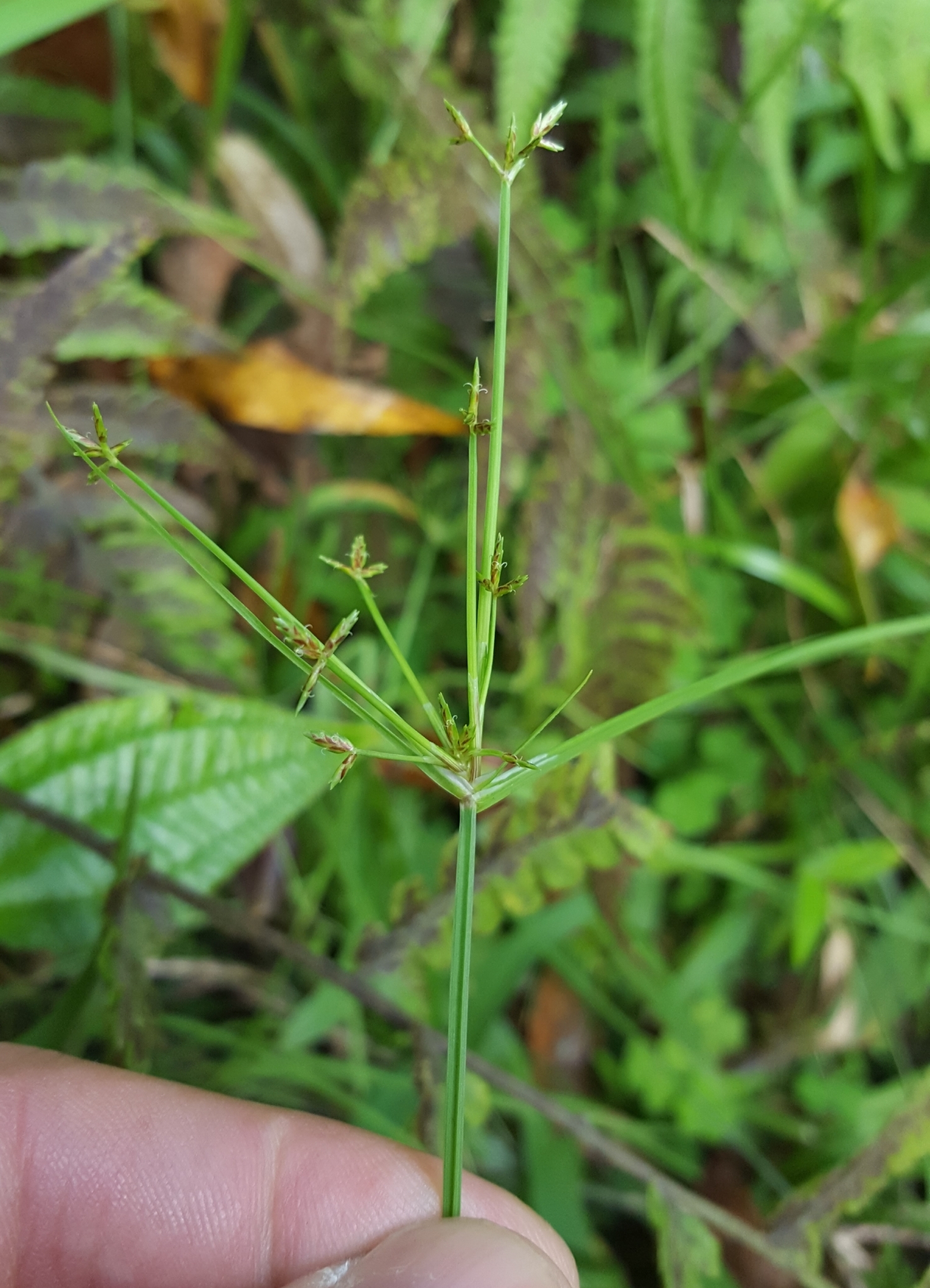 (c) François Rousseu, certains droits réservés (CC BY-NC) https://www.inaturalist.org/observations/95998564