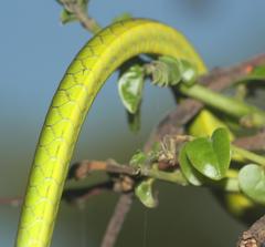 Philothamnus natalensis