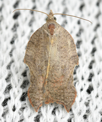 Acleris emargana