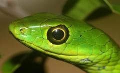 Philothamnus natalensis