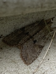 Lithophane patefacta