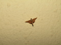 Endotricha flammealis