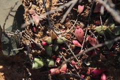 Crassula capitella capitella