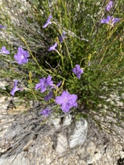 Bouchea linifolia