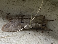 Lithophane patefacta