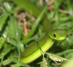 Philothamnus natalensis