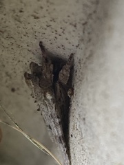 Lithophane patefacta