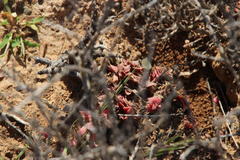 Crassula capitella capitella