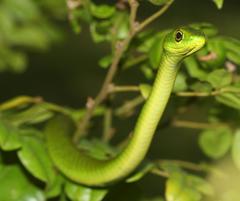 Philothamnus natalensis