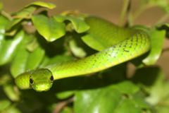 Philothamnus natalensis