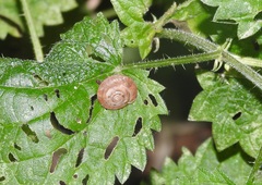 Trochulus striolatus image