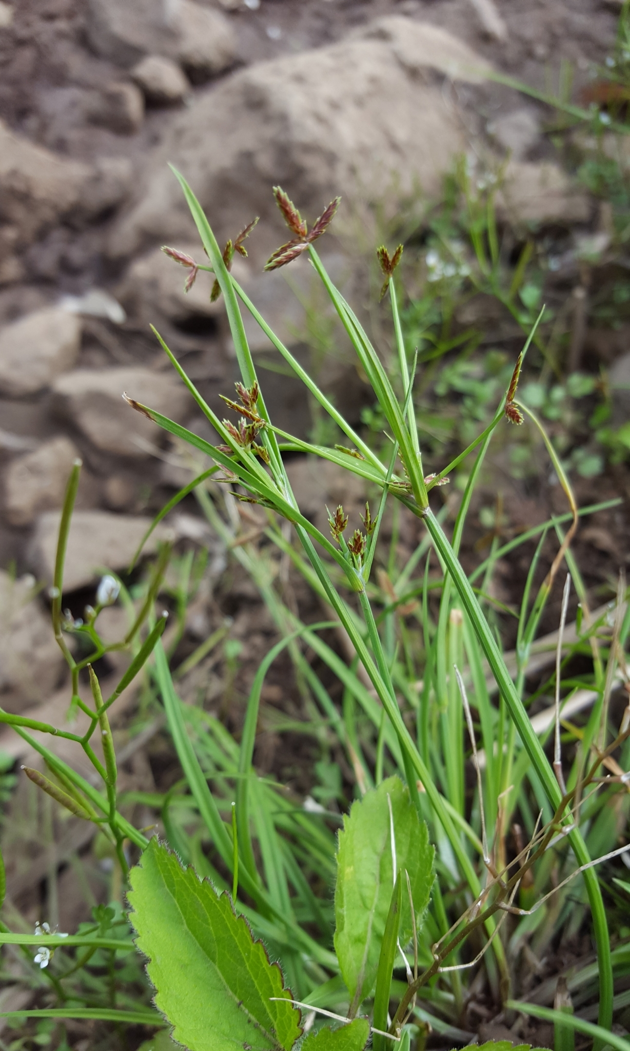(c) François Rousseu, certains droits réservés (CC BY-NC) https://www.inaturalist.org/observations/95998722