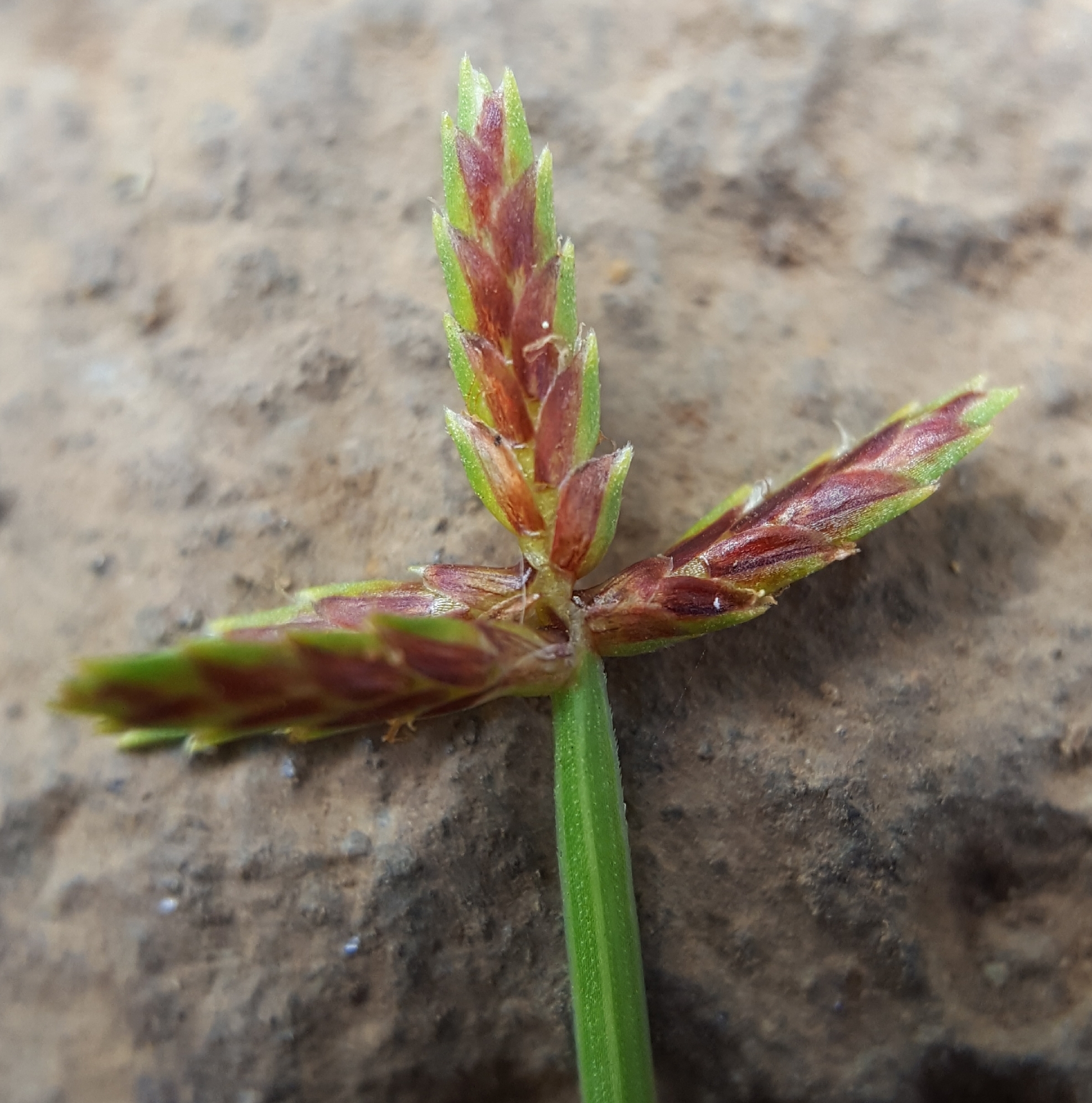 (c) François Rousseu, certains droits réservés (CC BY-NC) https://www.inaturalist.org/observations/95998722