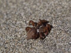 Aptostichus miwok