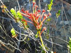 Struthiola macowanii