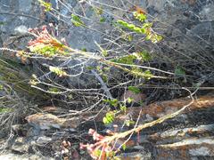 Struthiola macowanii