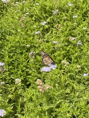Danaus plexippus