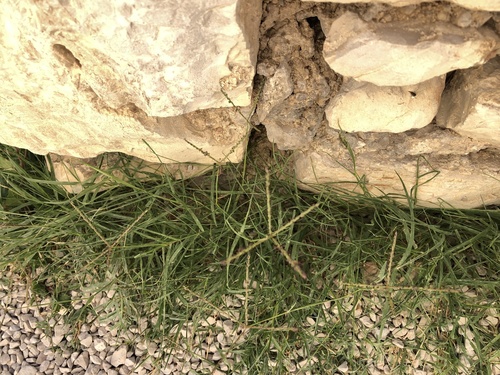 prstnatec obyčajný (Cynodon dactylon)
