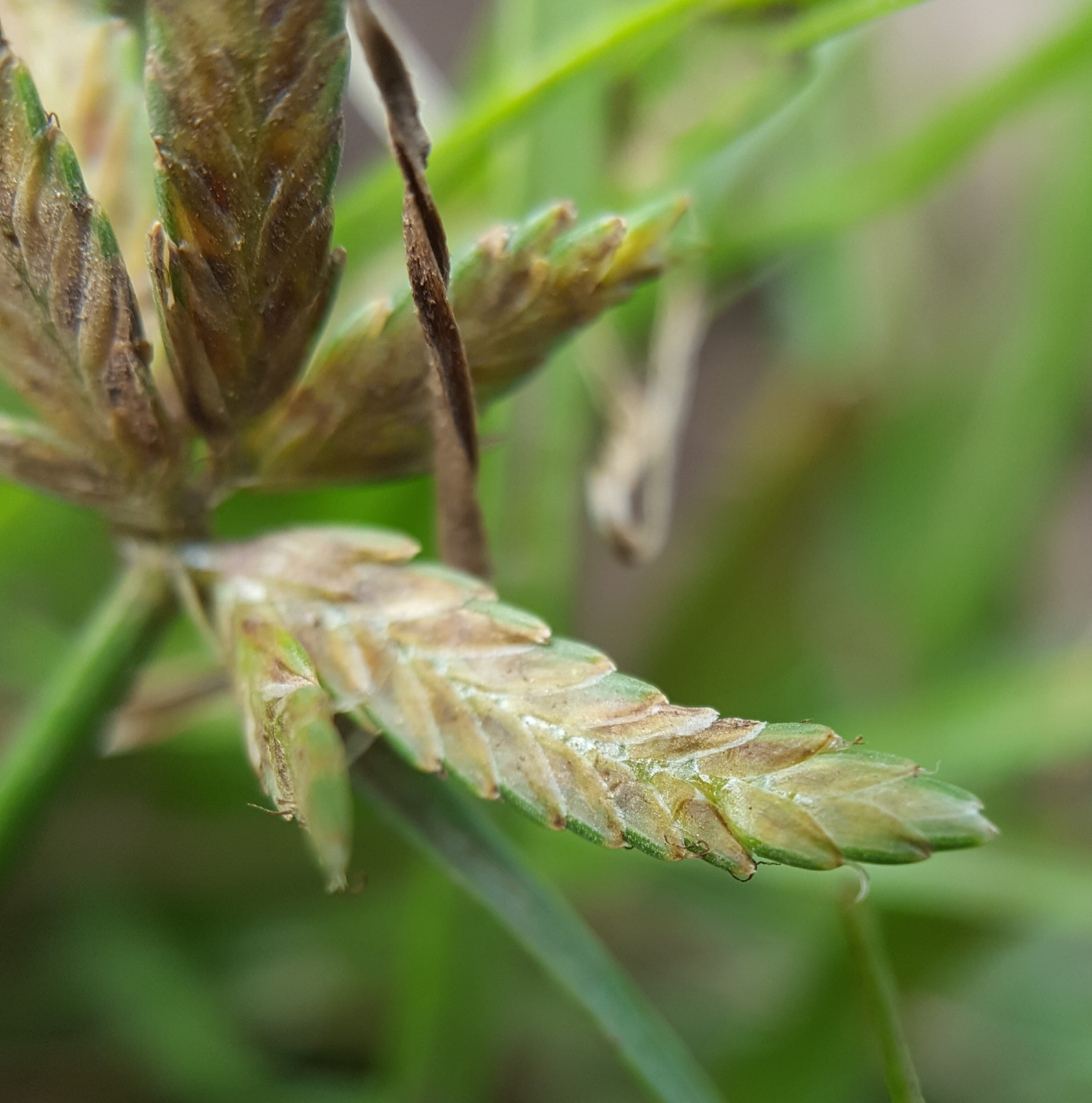 (c) François Rousseu, certains droits réservés (CC BY-NC) https://www.inaturalist.org/observations/95998849