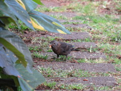 Turdus merula cabrerae