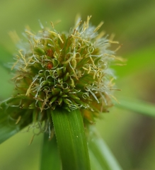 Cyperus aromaticus