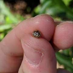 Kermesidae