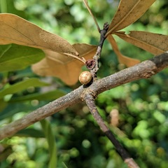 Kermesidae
