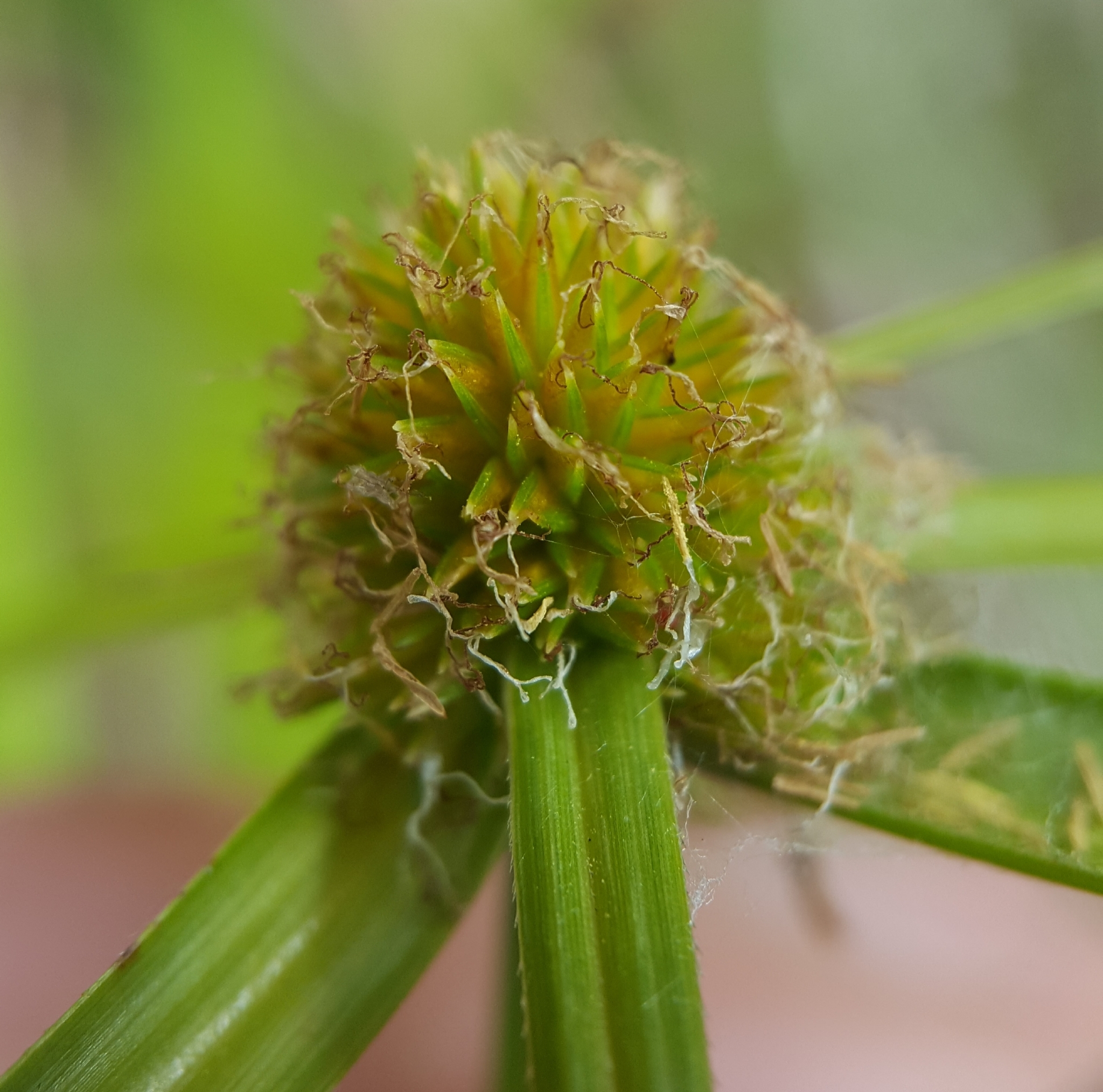 (c) François Rousseu, certains droits réservés (CC BY-NC) https://www.inaturalist.org/observations/95998949
