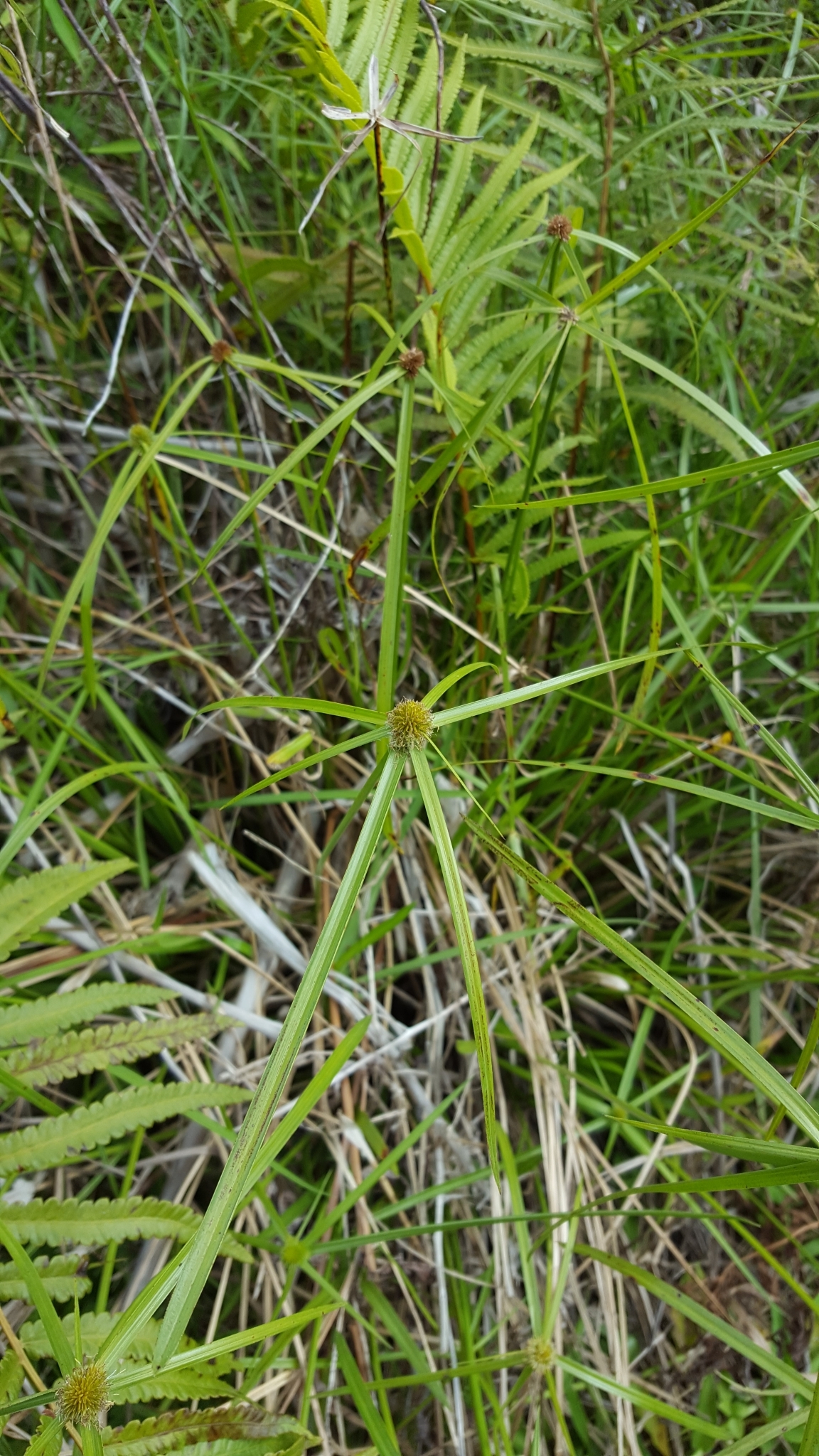 (c) François Rousseu, certains droits réservés (CC BY-NC) https://www.inaturalist.org/observations/95998949