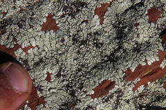 Xanthoparmelia serusiauxii