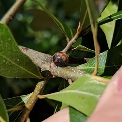 Kermesidae