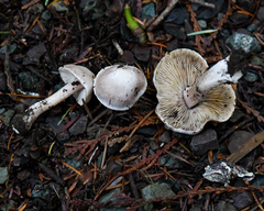 Inocybe albodisca