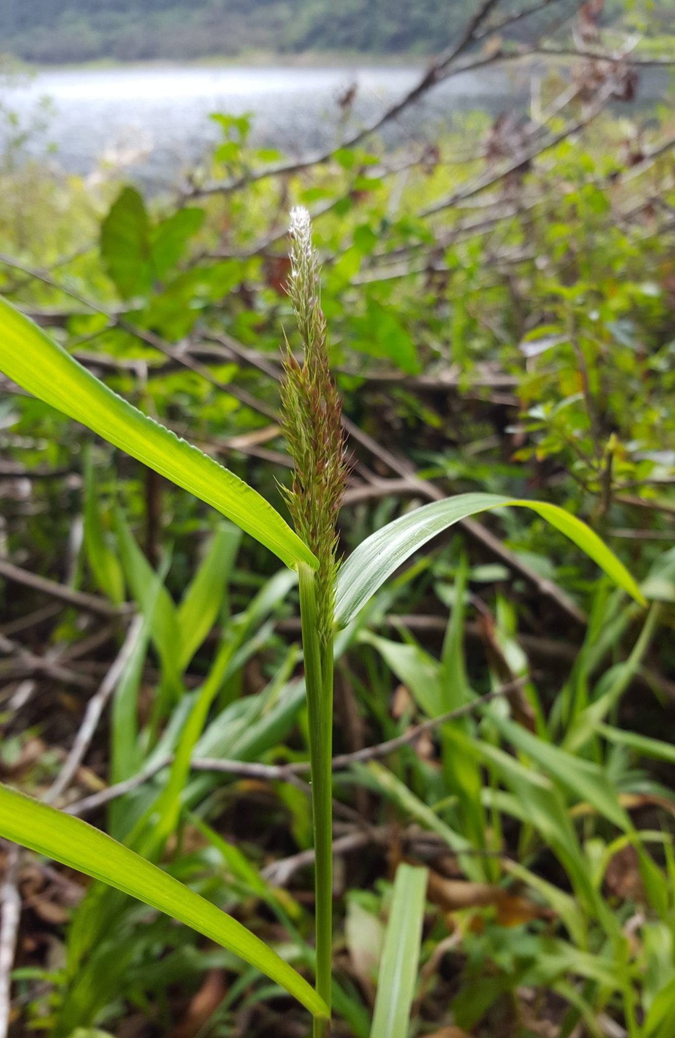 (c) François Rousseu, certains droits réservés (CC BY-NC) https://www.inaturalist.org/observations/95999039