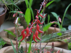 Gasteria pulchra
