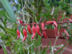 Gasteria pulchra
