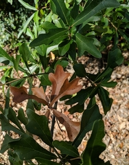 Kermesidae