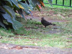 Turdus merula cabrerae