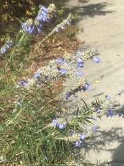Salvia azurea