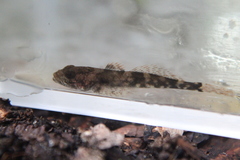 Cottus cognatus