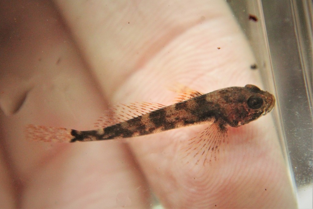 Slimy Sculpin from Algoma District, ON, Canada on September 20, 2021 at ...