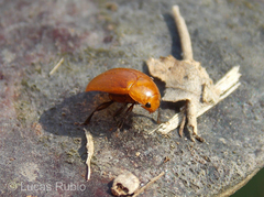 Mycomystes nigriventris