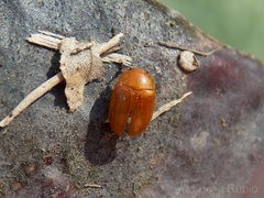 Mycomystes nigriventris