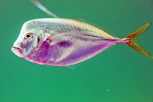 Atlantic Moonfish