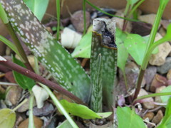 Gasteria pulchra