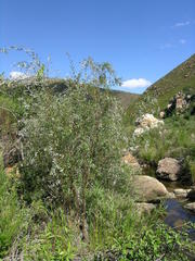 Salix mucronata mucronata