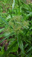 Cyperus luteus