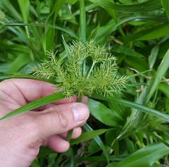 Cyperus luteus
