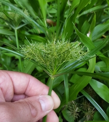 Cyperus luteus